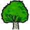 Beech - Year 1 and 2
