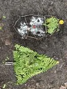 Forest School 161 - image 3 Forest School 161 - image 3