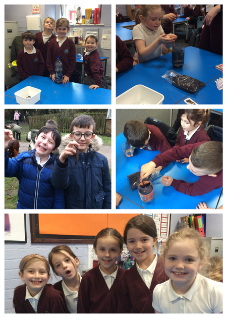 Wormeries in Year 3!