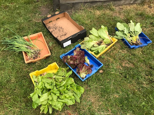 Vegetable Sale today after school!