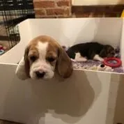 Our School - Bella 13 - image 6