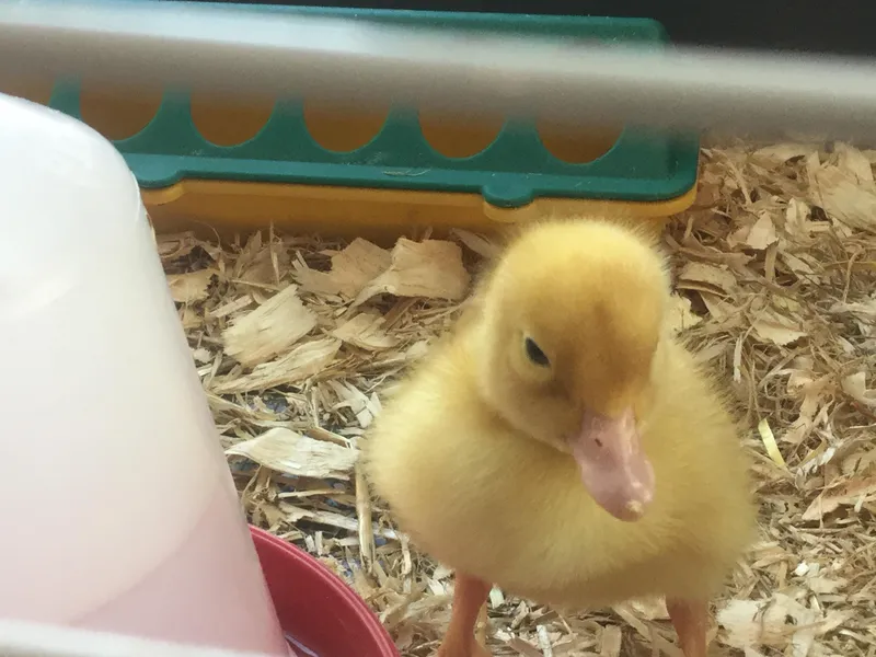 A Date with a Duck 3 - image 2
