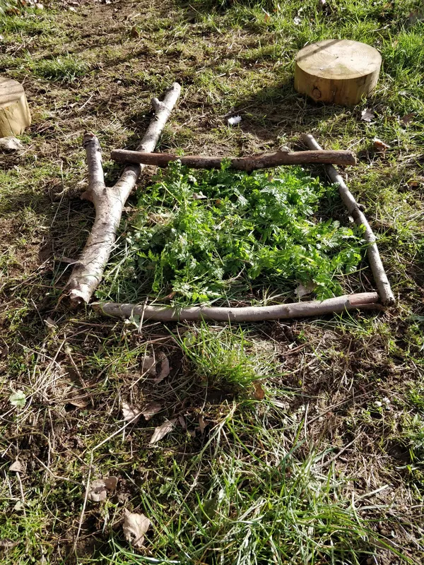 Y3 Forest schools - image 2