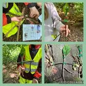 Forest School 35 - image 1 Forest School 35 - image 1