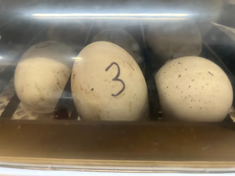 Gallery - created at 2025-04-25 10:41:53 - image 11