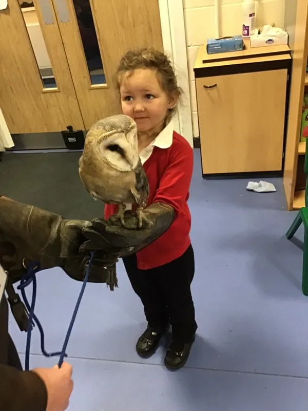 birds of prey year 1 25 - image 23 birds of prey year 1 25 - image 23