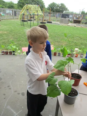 Giant Beanstalks - image 6