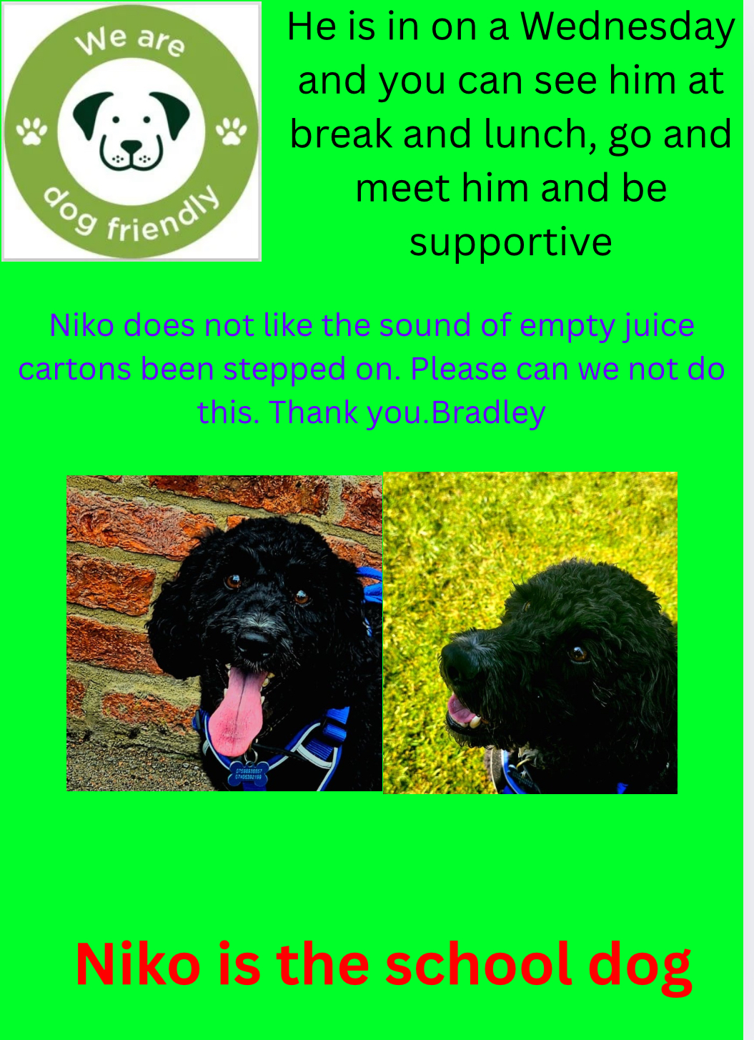 Niko – The School Dog