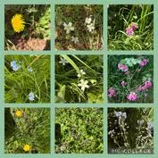 Forest School 7 - image 4 Forest School 7 - image 4