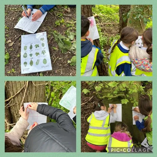Summer 2024 - 1st May - Saplings - Litter Picking (Our Environment and the 3Rs), How Water is Transported in Plants, Tree Identification and Bark Rubbings - image 1 Summer 2024 - 1st May - Saplings - Litter Picking (Our Environment and the 3Rs), How Water is Transported in Plants, Tree Identification and Bark Rubbings - image 1