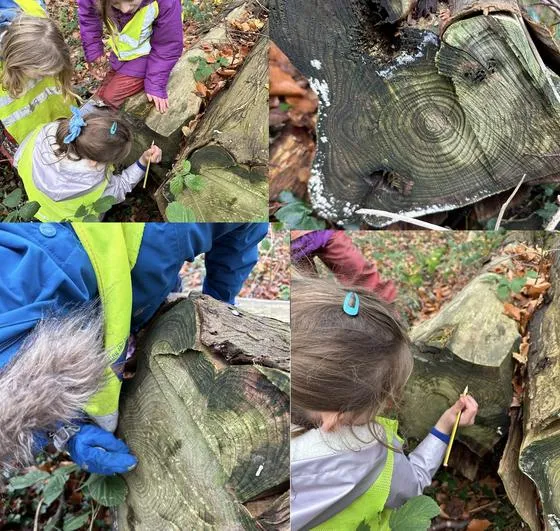 Autumn 2022 - November 30th - Saplings - Forest Maths (problem solving, lines of symmetry inc tool use, age of trees, circumference of trees, 2D shapes) - image 4 Autumn 2022 - November 30th - Saplings - Forest Maths (problem solving, lines of symmetry inc tool use, age of trees, circumference of trees, 2D shapes) - image 4