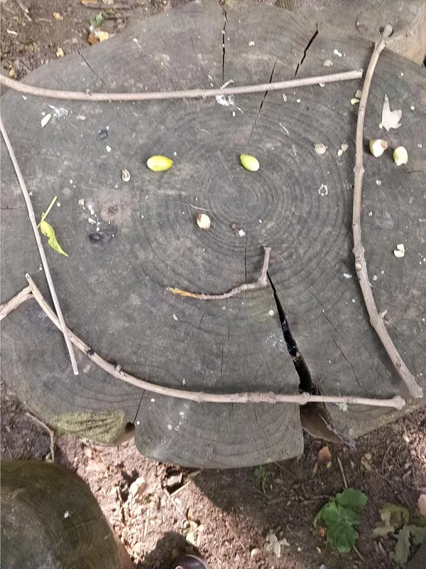 Y3 Forest schools - image 7