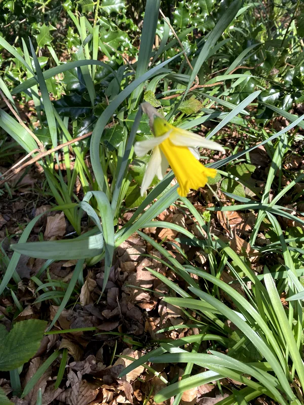 Term 4 Week 4 - image 1