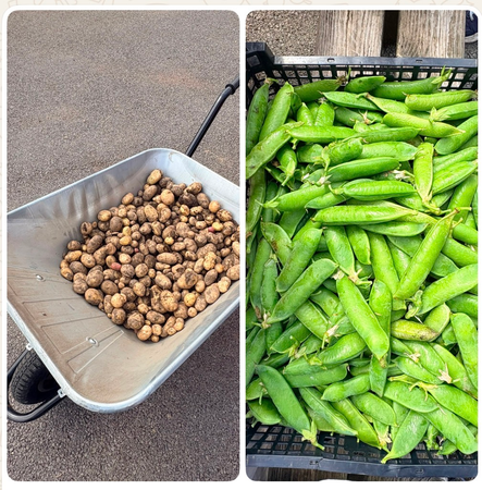 Tatws a pys / Potatos and peas