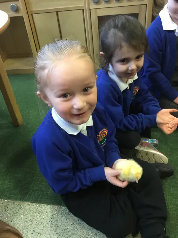 Nursery chicks - image 4