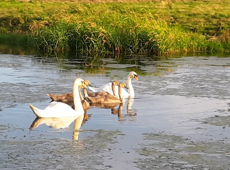 David Attenborough Family Photo Challenge - image 40