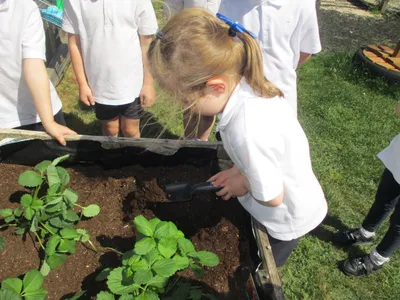 Planting - image 1