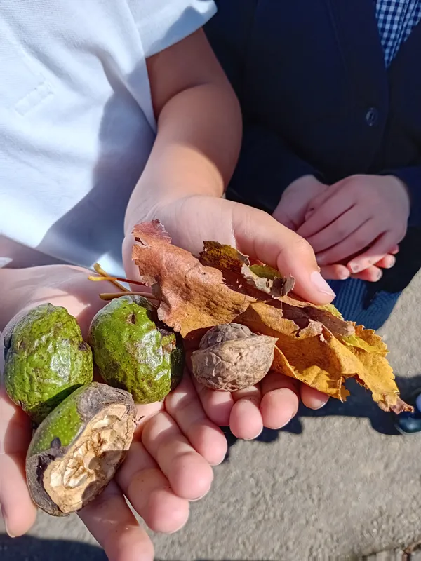 Robins searching for autumn treasures - image 7 Robins searching for autumn treasures - image 7