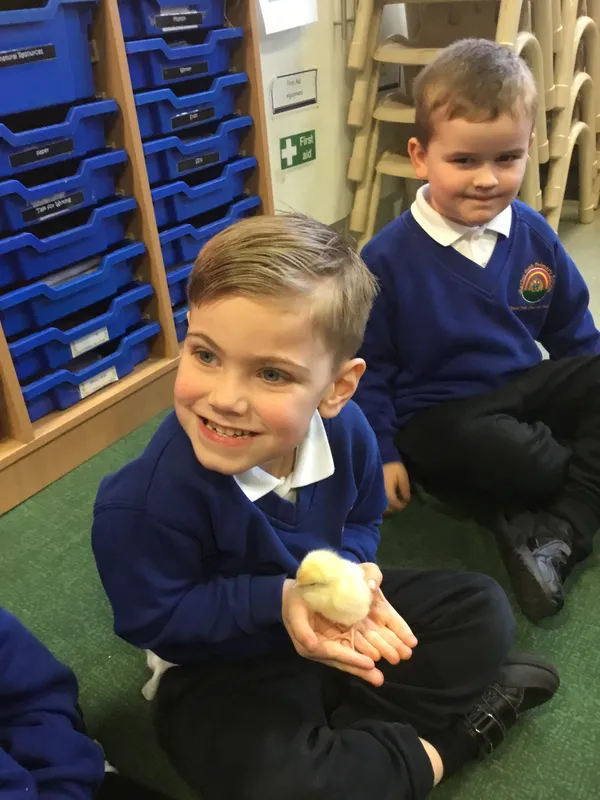 Nursery chicks - image 2