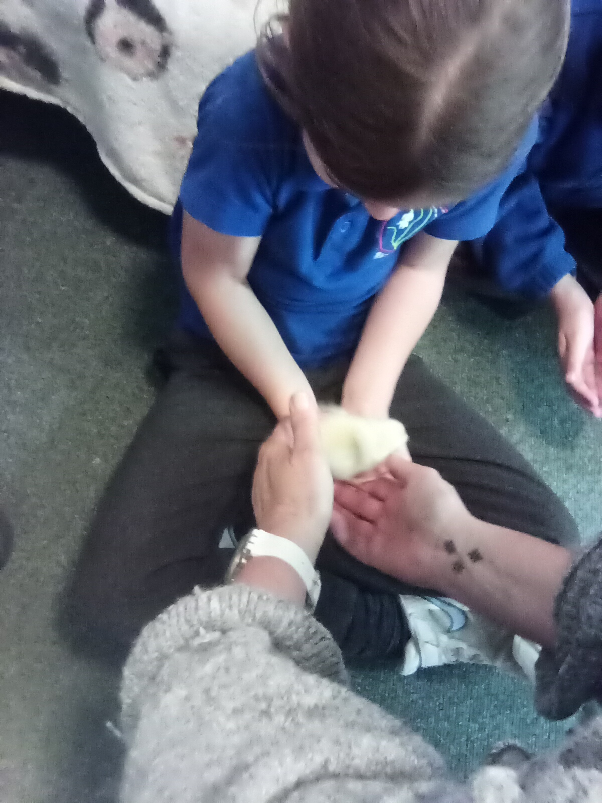 West Meon School has Chicks!