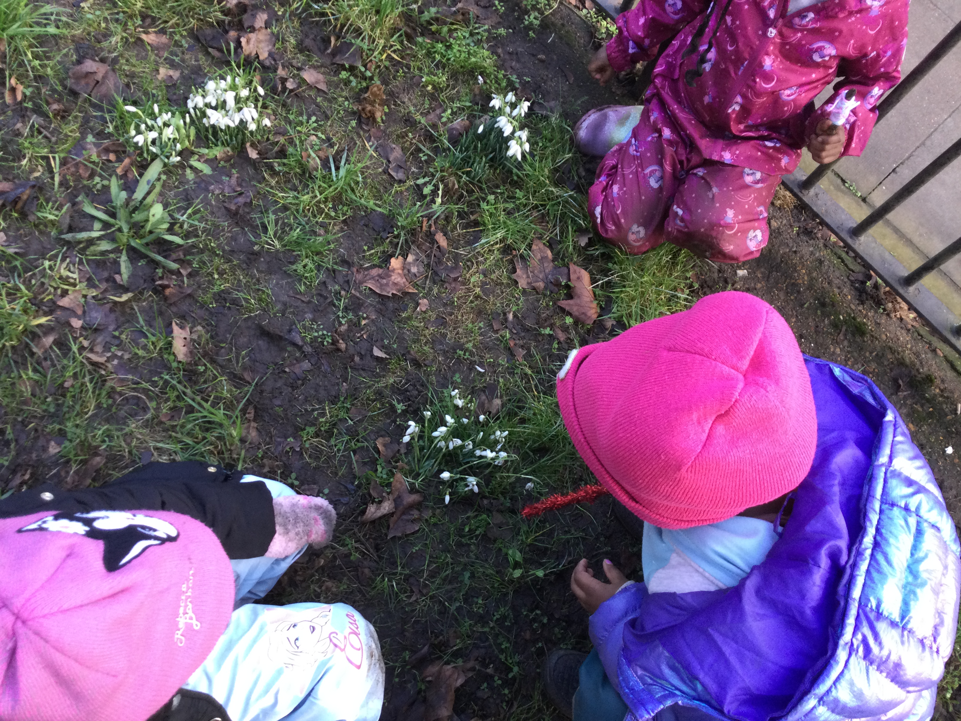 First Encounter with snowdrops at Forest School!