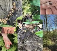 Forest School 73 - image 2 Forest School 73 - image 2