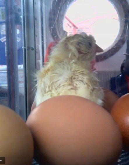 The Hatch Has Begun! Don't Miss the Next Ones!