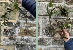 Forest School 52 - image 4 Forest School 52 - image 4