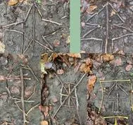 Forest School 85 - image 1 Forest School 85 - image 1