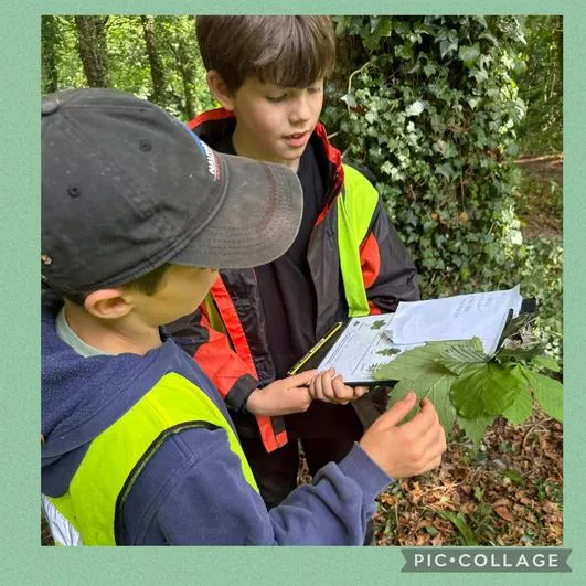 Forest School 3 - image 1 Forest School 3 - image 1