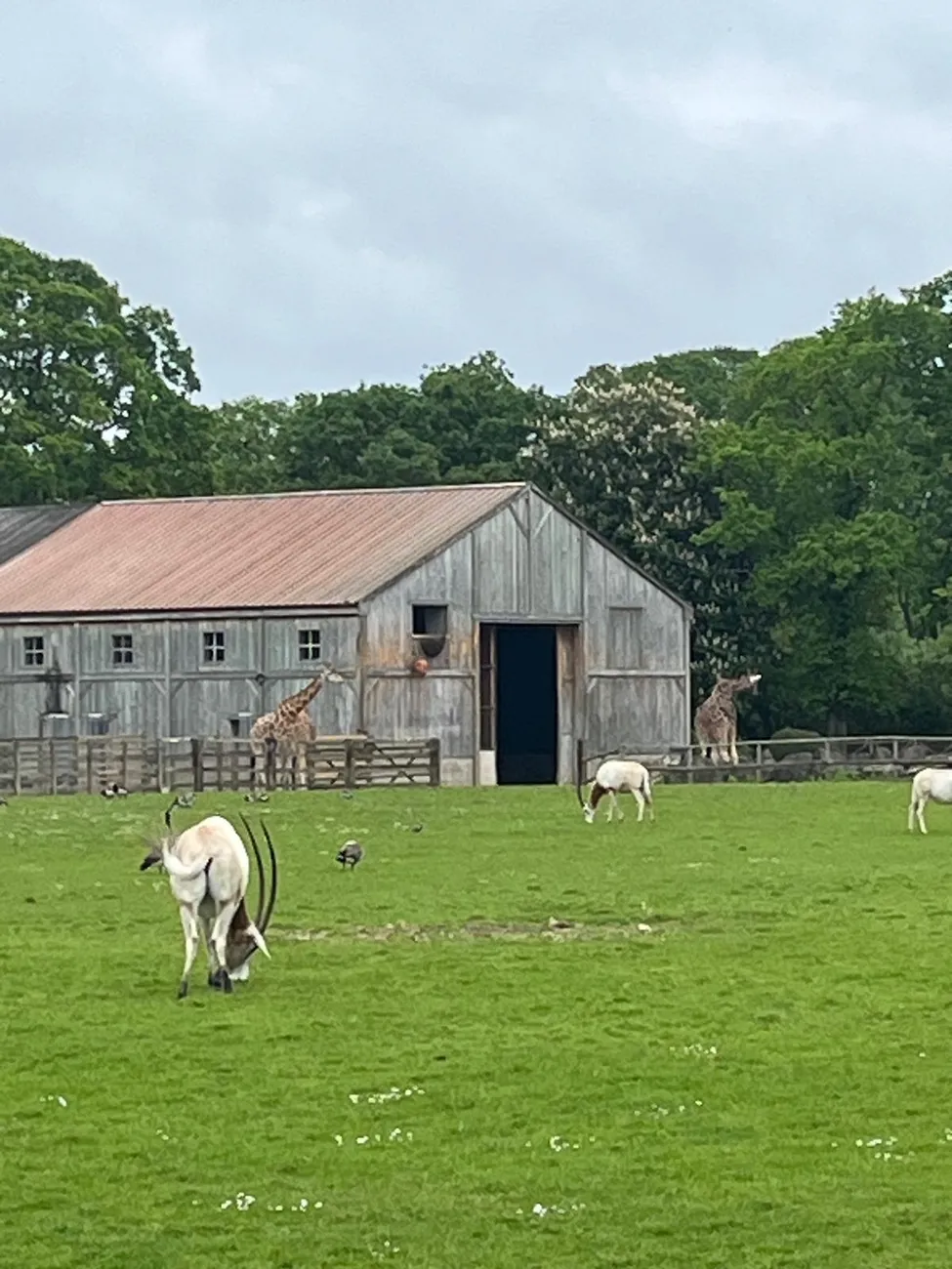 Gallery - created at 2024-06-06 15:03:55 - image 73