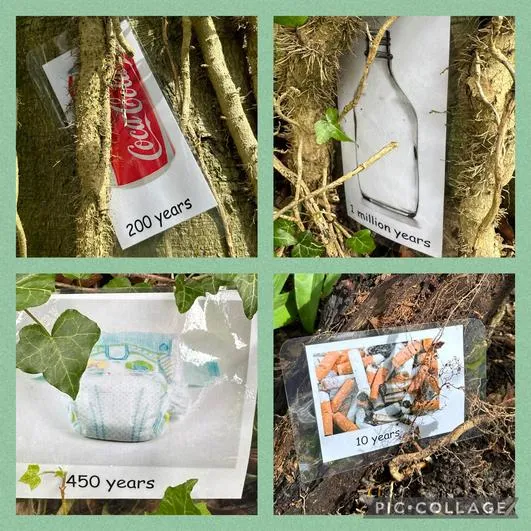 Summer 2024 - 1st May - Saplings - Litter Picking (Our Environment and the 3Rs), How Water is Transported in Plants, Tree Identification and Bark Rubbings - image 4 Summer 2024 - 1st May - Saplings - Litter Picking (Our Environment and the 3Rs), How Water is Transported in Plants, Tree Identification and Bark Rubbings - image 4