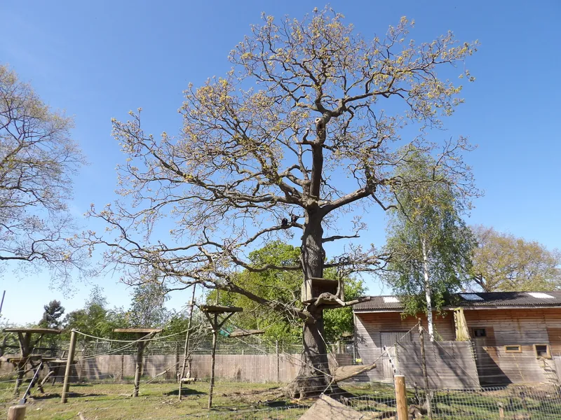 Y3 Yorkshire Wildlife Park Trip - image 8