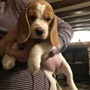 Our School - Bella 13 - image 13