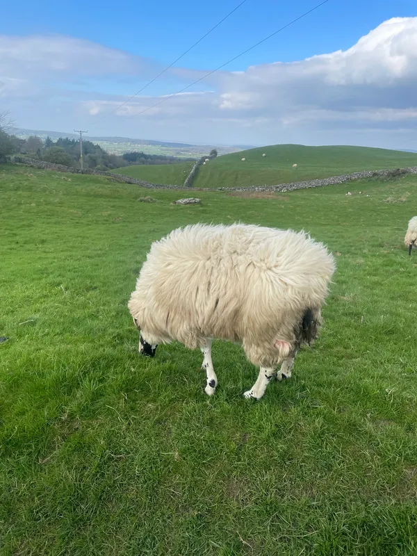 Gallery - created at 2023-05-02 18:29:02 - image 5