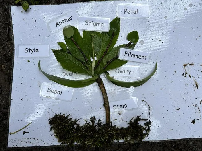 Forest School 40 - image 2 Forest School 40 - image 2