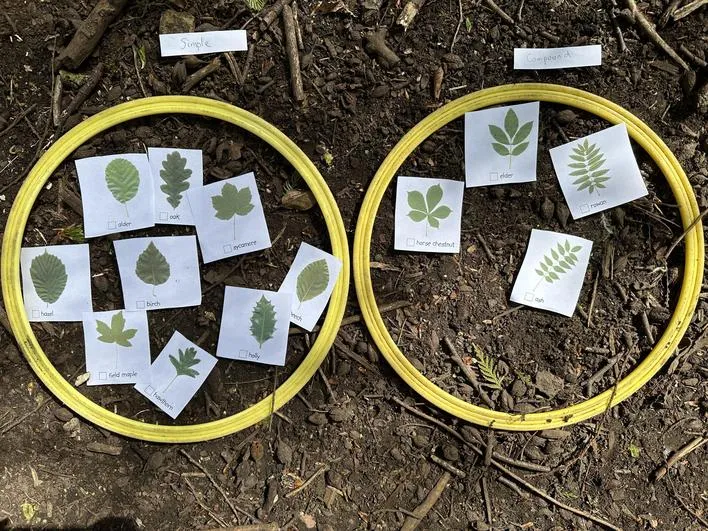 Summer 2023 - 3rd May - Saplings - Tree Identification (buds, leaves and seeds), Leaf Classification, King Charles III Facts and Crowns - image 2 Summer 2023 - 3rd May - Saplings - Tree Identification (buds, leaves and seeds), Leaf Classification, King Charles III Facts and Crowns - image 2