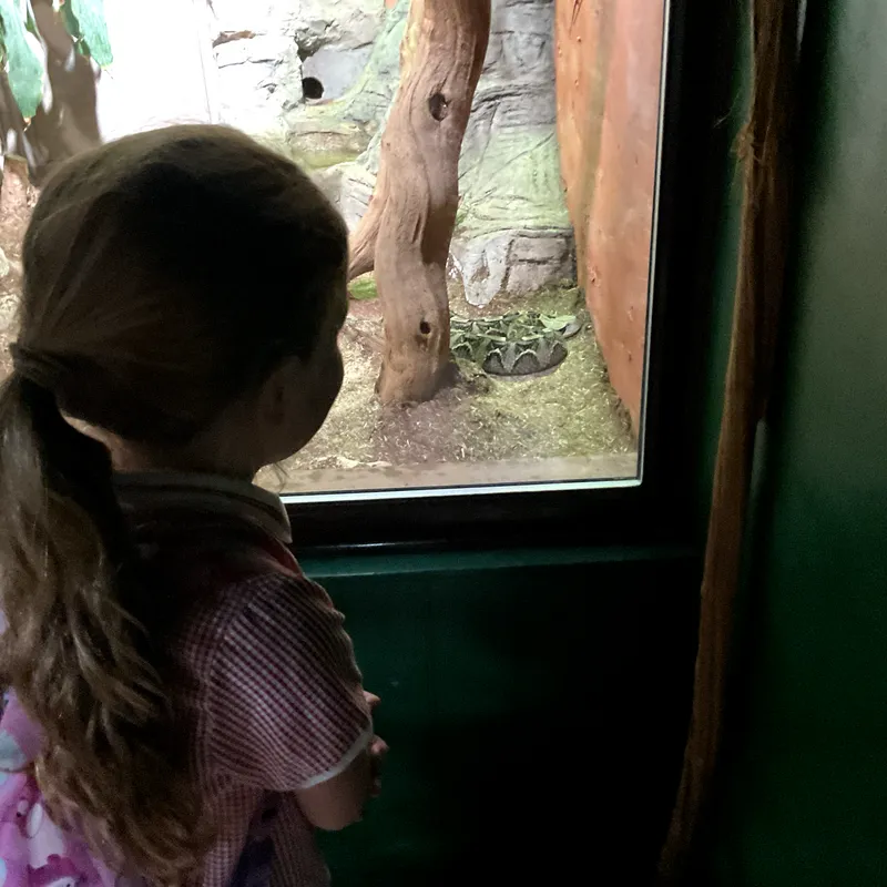 Year 1 trip to Cotswold Wildlife Park - image 4 Year 1 trip to Cotswold Wildlife Park - image 4