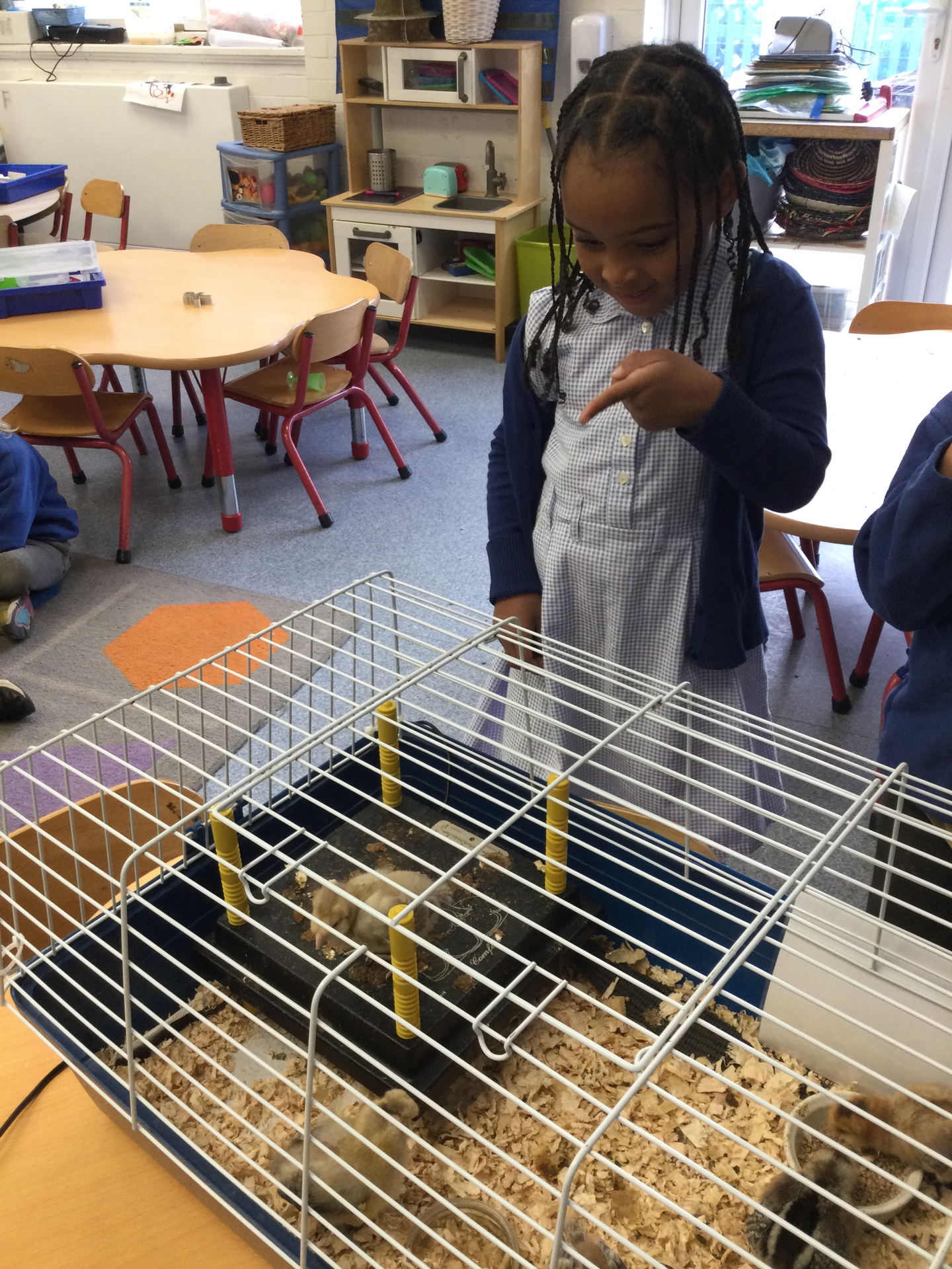 Reception children meet the chicks!