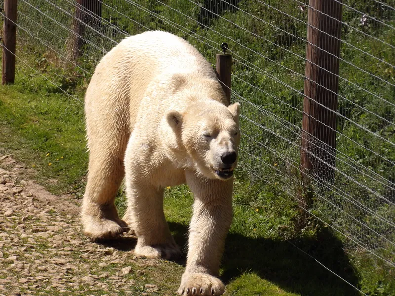 Y3 Yorkshire Wildlife Park Trip - image 1