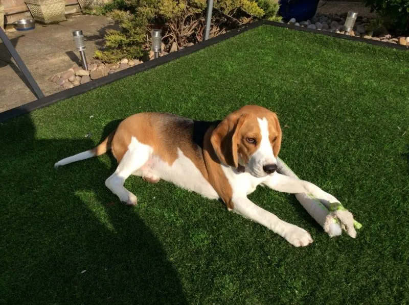 Our School - Bella 4 - image 1