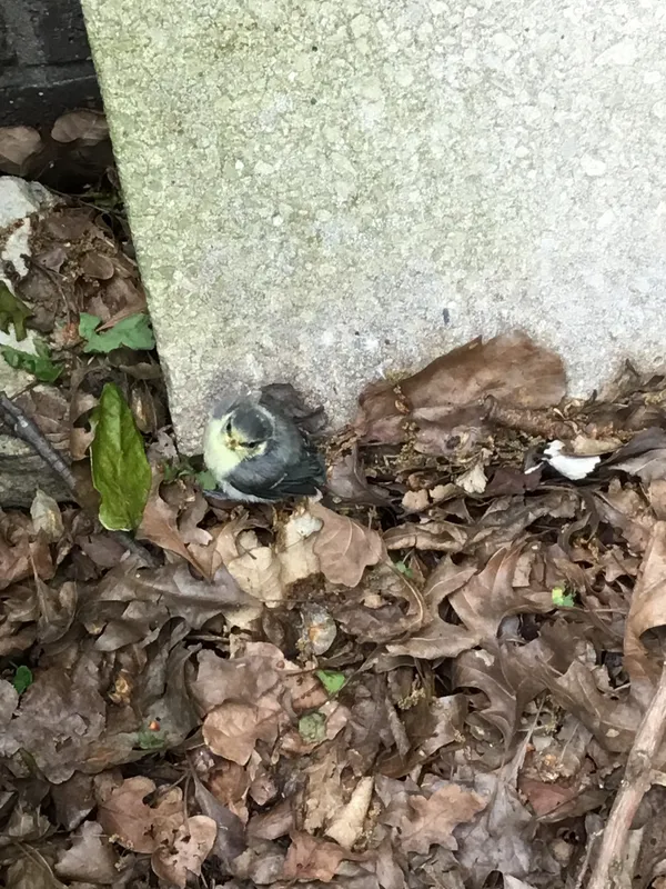 Gallery - created at 2021-05-26 15:44:59 - image 3