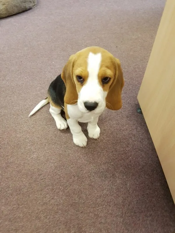 Our School - Bella 12 - image 4