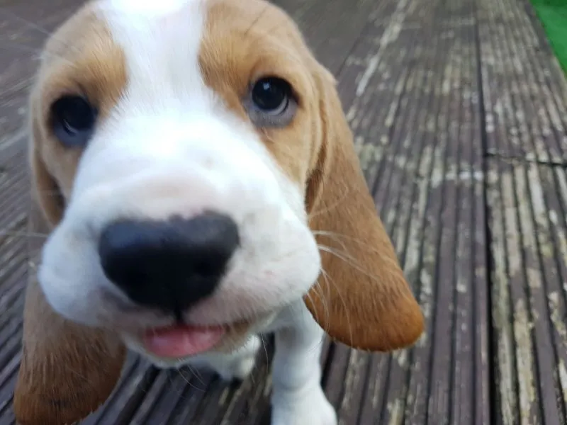 Our School - Bella 12 - image 7