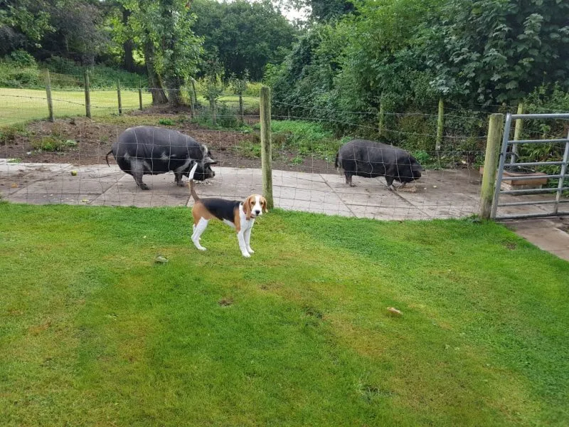 Our School - Bella 6 - image 3