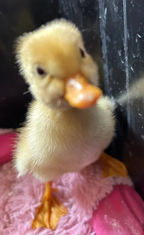 Gallery - created at 2025-05-23 15:26:33 - image 18