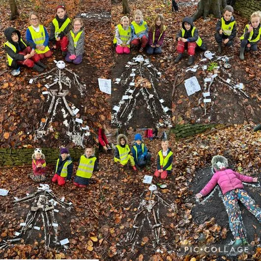 Autumn 2022 - November 23rd - Saplings - Human Skeleton - image 1 Autumn 2022 - November 23rd - Saplings - Human Skeleton - image 1