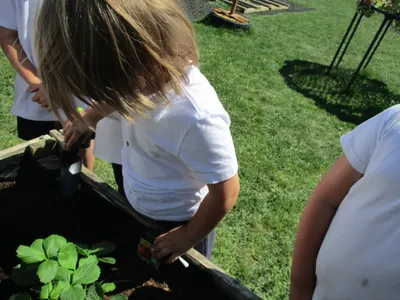 Planting - image 23