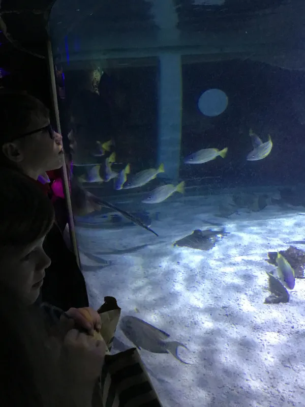 Year 5 Sealife Centre  - image 36
