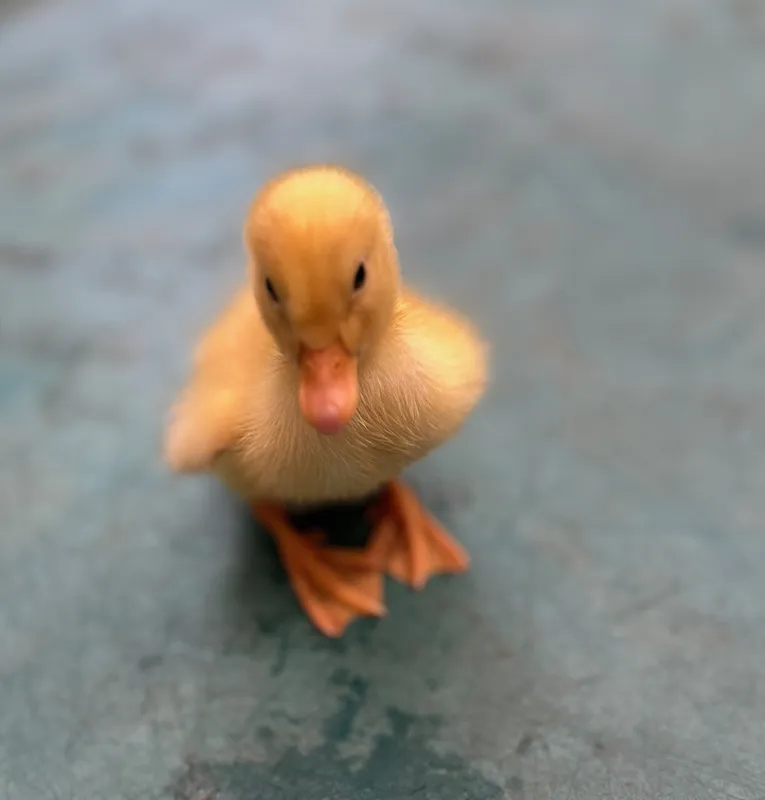 Gallery - created at 2025-06-16 18:31:47 - image 3